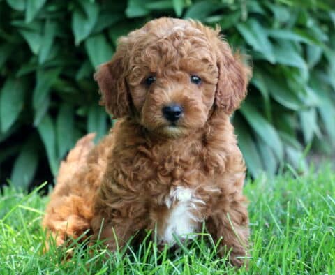 Dark apricot Cockapoo puppy with a curly coat and a white patch on the chest, sitting on green grass in front of leafy shrubs.