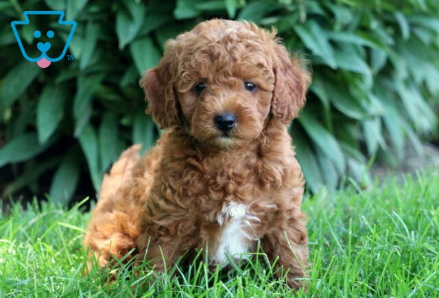 Dark apricot Cockapoo puppy with a curly coat and a white patch on the chest, sitting on green grass in front of leafy shrubs. image