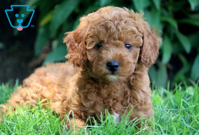 Adorable Cockapoo puppy with rich apricot curls laying in the grass, gazing forward with a sweet and slightly sleepy expression, leafy greenery in the background. image