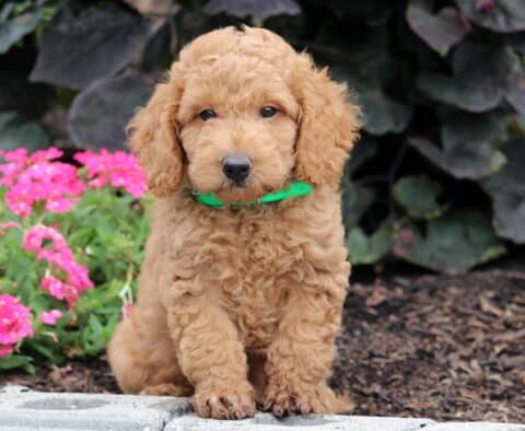 Newton Mini Goldendoodle
