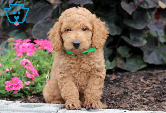 Newton Mini Goldendoodle image