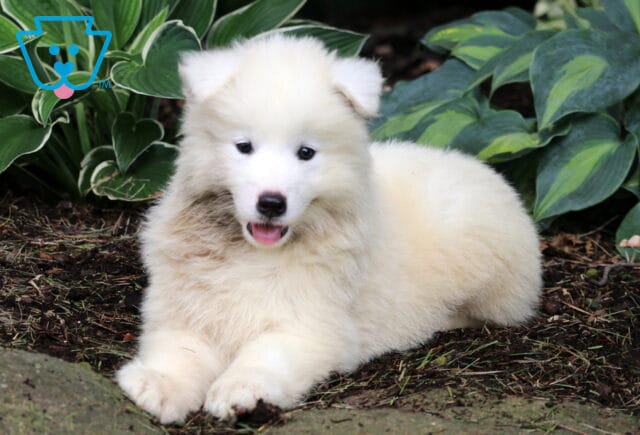 Newton Samoyed image