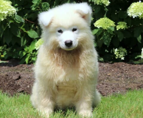 Fluffy cream-colored Samoyed puppy sitting in the grass with a slightly damp coat, gazing forward with a gentle expression in front of a backdrop of blooming hydrangeas.