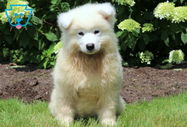 Fluffy cream-colored Samoyed puppy sitting in the grass with a slightly damp coat, gazing forward with a gentle expression in front of a backdrop of blooming hydrangeas. image