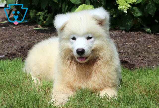 Creamy white Samoyed puppy lying on grass with a slightly darker, damp chest and a soft smile, surrounded by mulch and blooming greenery in the background. image