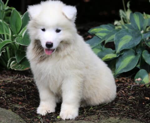 Newton Samoyed2
