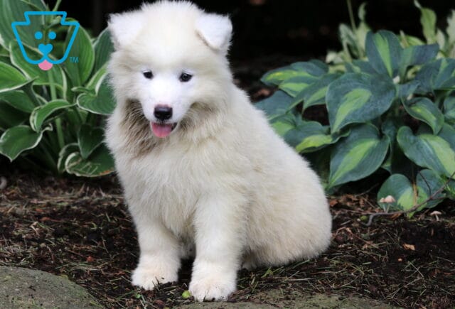 Newton Samoyed2 image