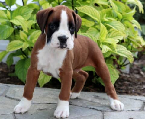 Alert Boxer puppy with a fawn coat and white markings on the face, chest, and paws standing on a stone walkway with leafy green plants behind.