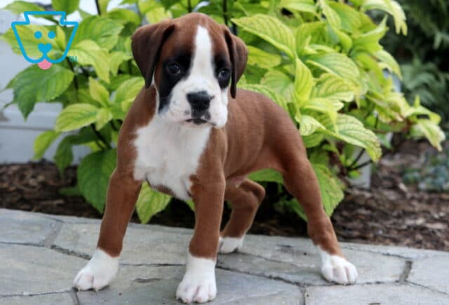 Alert Boxer puppy with a fawn coat and white markings on the face, chest, and paws standing on a stone walkway with leafy green plants behind. image