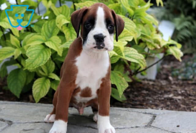 Boxer puppy with a fawn coat, white chest, and white front paws sitting attentively on a stone path with green foliage in the background. image