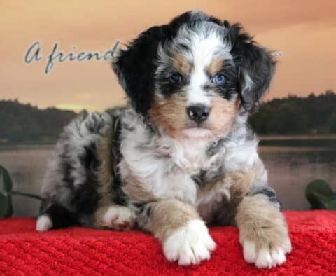 Stunning Mini Bernedoodle puppy with a merle tri-color coat and striking blue eyes, lying on a red blanket in front of a serene lake and sunset backdrop.