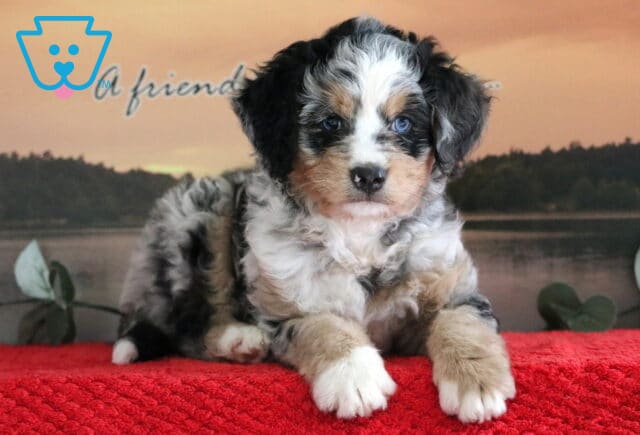 Stunning Mini Bernedoodle puppy with a merle tri-color coat and striking blue eyes, lying on a red blanket in front of a serene lake and sunset backdrop. image