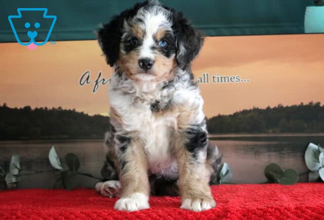 Beautiful Mini Bernedoodle puppy with a merle tri-color coat and bright blue eyes sitting on a red blanket in front of a lake and sunset scene. image