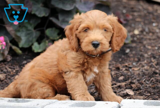 Nick Mini Goldendoodle image