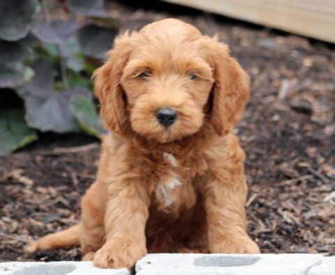 Nick Mini Goldendoodle2
