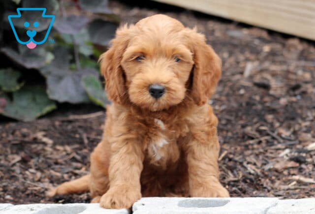 Nick Mini Goldendoodle2 image
