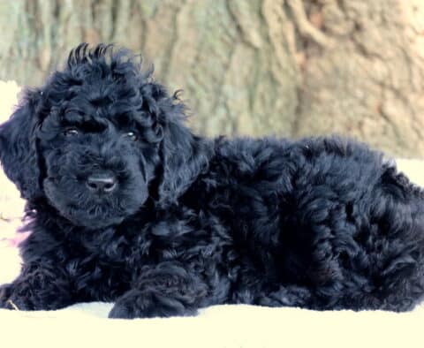 Nick Mini Labradoodle2