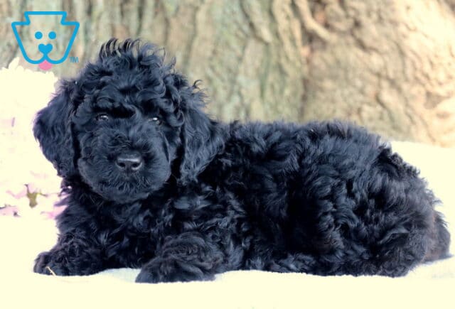 Nick Mini Labradoodle2 image