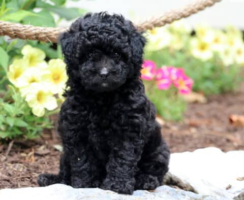 Nick Toy Poodle