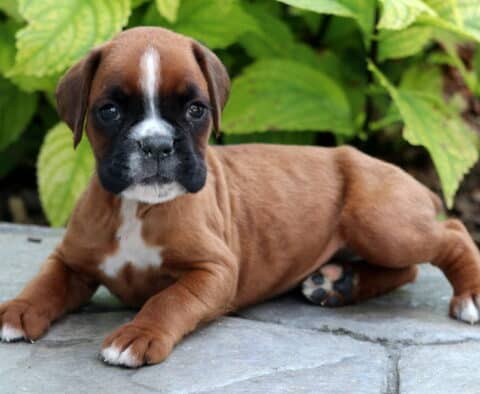 Fawn Boxer puppy with a white chest and white markings on the face lying on a stone patio in front of green leafy plants.