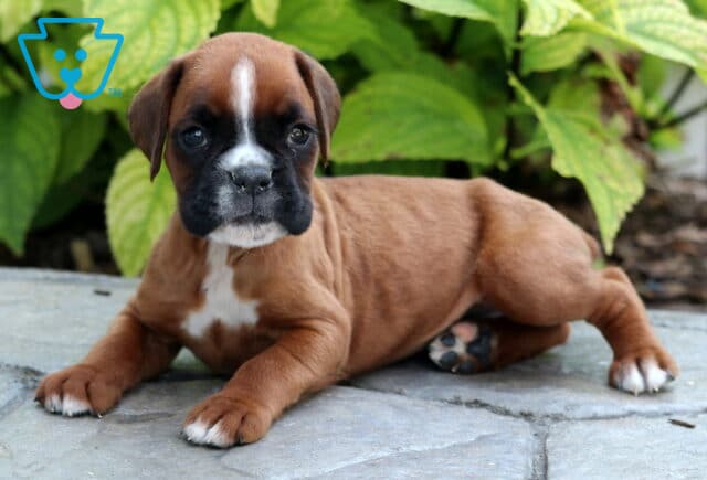 Fawn Boxer puppy with a white chest and white markings on the face lying on a stone patio in front of green leafy plants. image