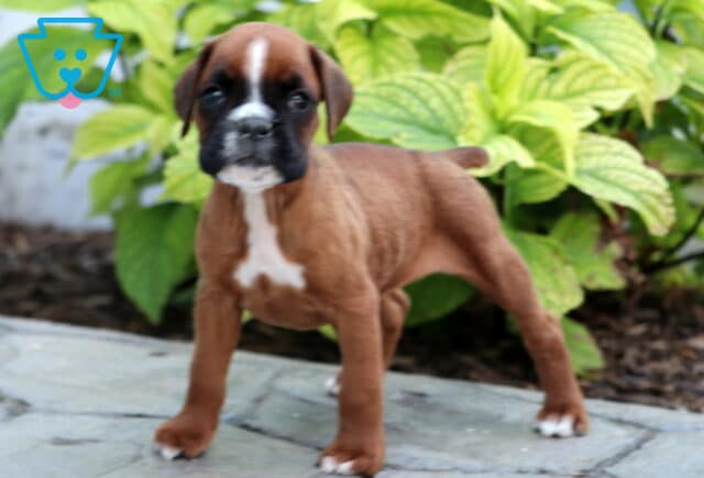 Adorable fawn Boxer puppy with white paws and a white chest standing alertly on a stone walkway in front of bright green foliage. image