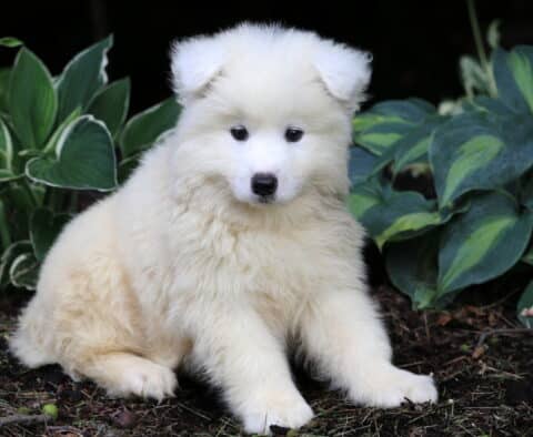 Nikki Samoyed