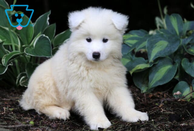 Nikki Samoyed image