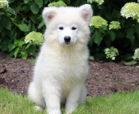 Adorable fluffy white Samoyed puppy sitting on green grass with a curious expression, framed by lush greenery and blooming light green hydrangeas in the background.