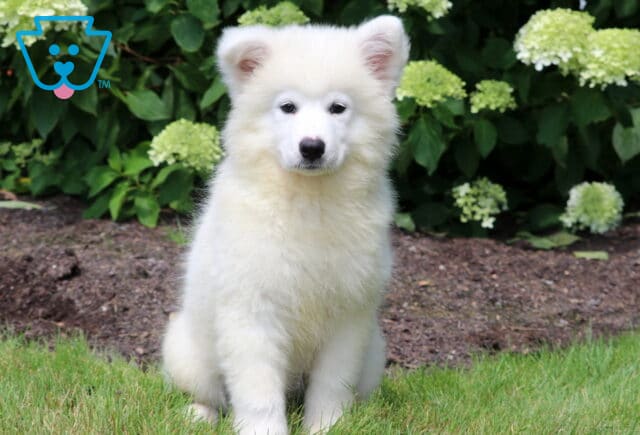 Adorable fluffy white Samoyed puppy sitting on green grass with a curious expression, framed by lush greenery and blooming light green hydrangeas in the background. image