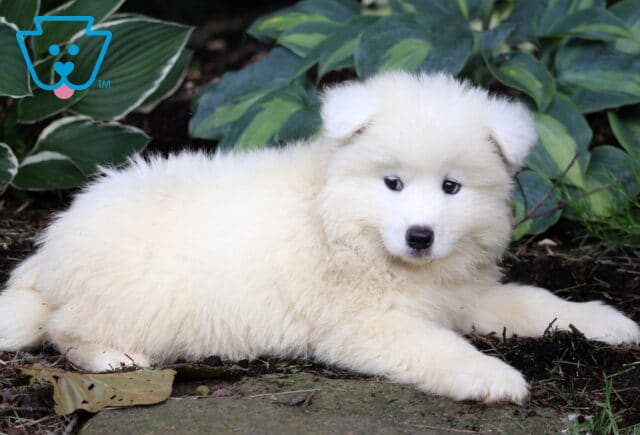 Nikki Samoyed.2 image