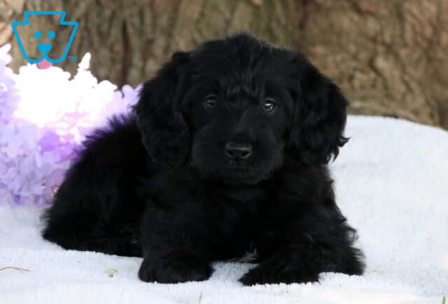 Nina Mini Labradoodle image