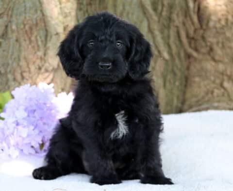 Nina Mini Labradoodle2
