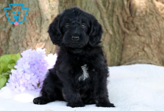 Nina Mini Labradoodle2 image