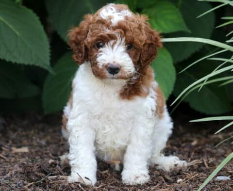 Miniature Poodle puppy with a thick curly coat of white and rich red, sitting on mulch surrounded by leafy greenery and tall grass, looking sweetly at the camera.