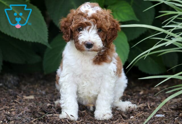 Miniature Poodle puppy with a thick curly coat of white and rich red, sitting on mulch surrounded by leafy greenery and tall grass, looking sweetly at the camera. image