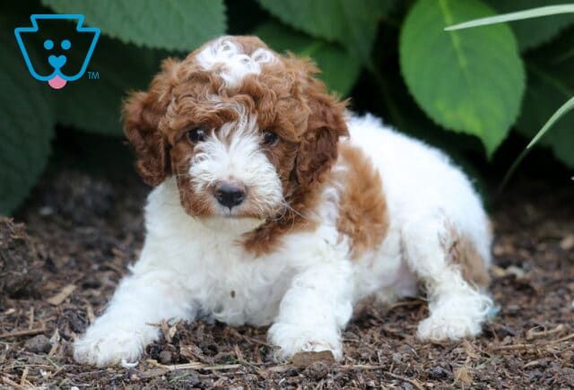 Adorable Miniature Poodle puppy with a curly red and white coat lying on mulch, surrounded by green foliage and tall grass, gazing softly at the camera. image
