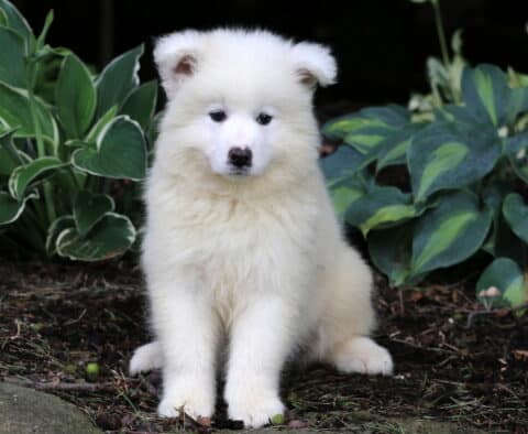 Nola Samoyed
