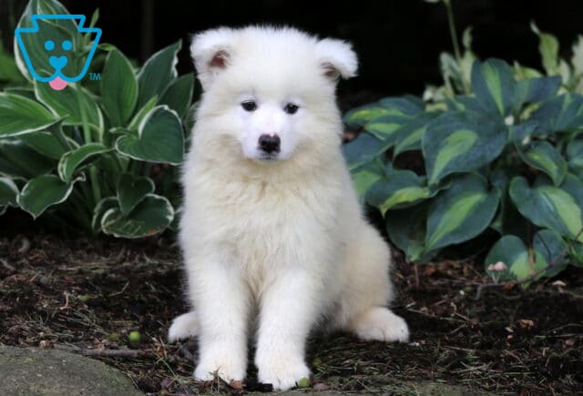 Nola Samoyed image