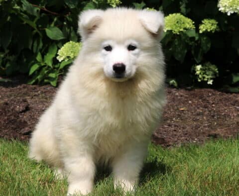Fluffy white Samoyed puppy sitting on green grass with a calm, alert expression, surrounded by blooming hydrangeas and a mulched garden bed.