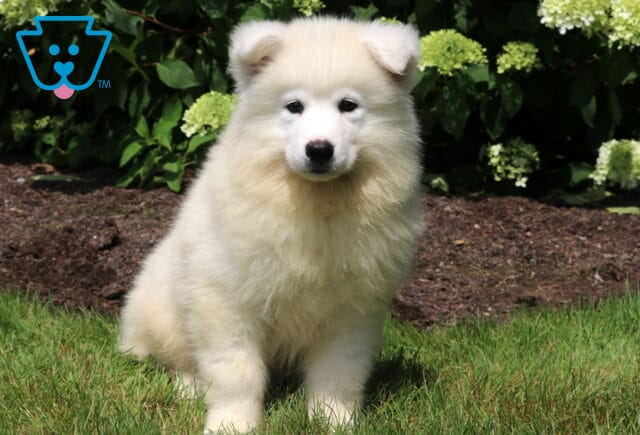 Fluffy white Samoyed puppy sitting on green grass with a calm, alert expression, surrounded by blooming hydrangeas and a mulched garden bed. image