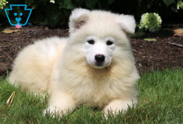 Adorable cream-colored Samoyed puppy with a fluffy coat and dark eyes, lying on green grass and gazing forward in a garden with mulch and hydrangeas in the background. image