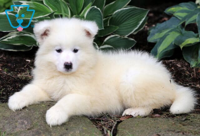 Nola Samoyed2 image