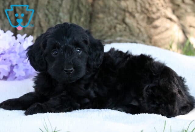 Nora Mini Labradoodle image