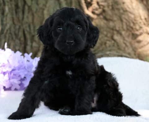 Nora Mini Labradoodle2
