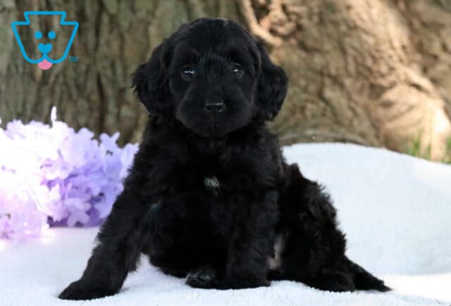Nora Mini Labradoodle2 image
