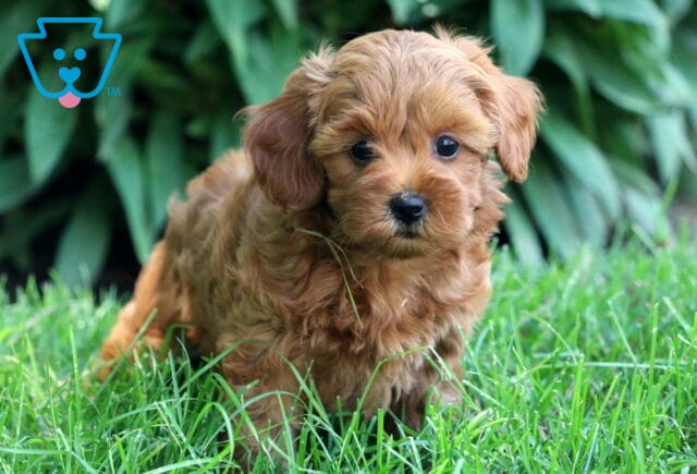 Cockapoo puppy with soft, wavy apricot fur standing in green grass, looking sweetly at the camera with greenery in the background. image