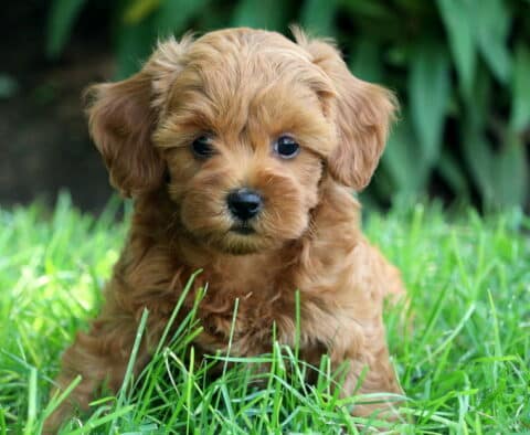Cockapoo puppy with silky apricot fur and big, dark eyes lying in fresh green grass, with lush greenery in the background.