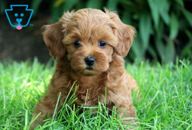 Cockapoo puppy with silky apricot fur and big, dark eyes lying in fresh green grass, with lush greenery in the background. image
