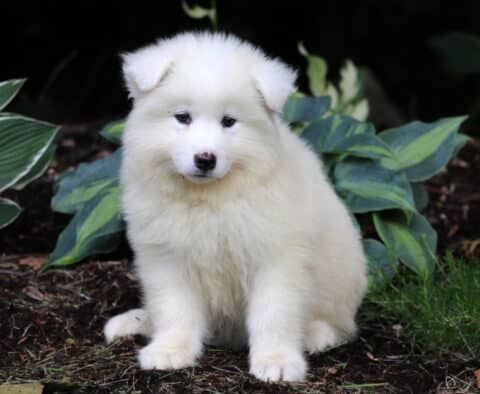 Nori Samoyed